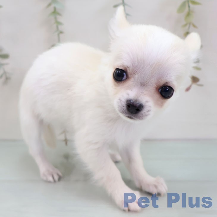福岡県のチワワ(ロング) (ペットプラス 八幡東店/2025年12月8日生まれ/女の子/クリームホワイト)の子犬の2枚目の画像