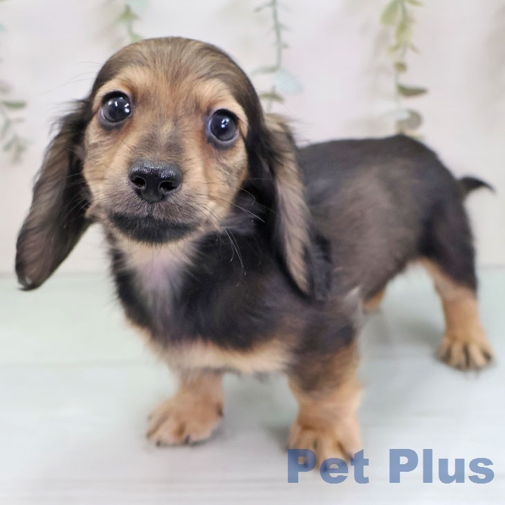 ミニチュア・ダックスフンドの写真2