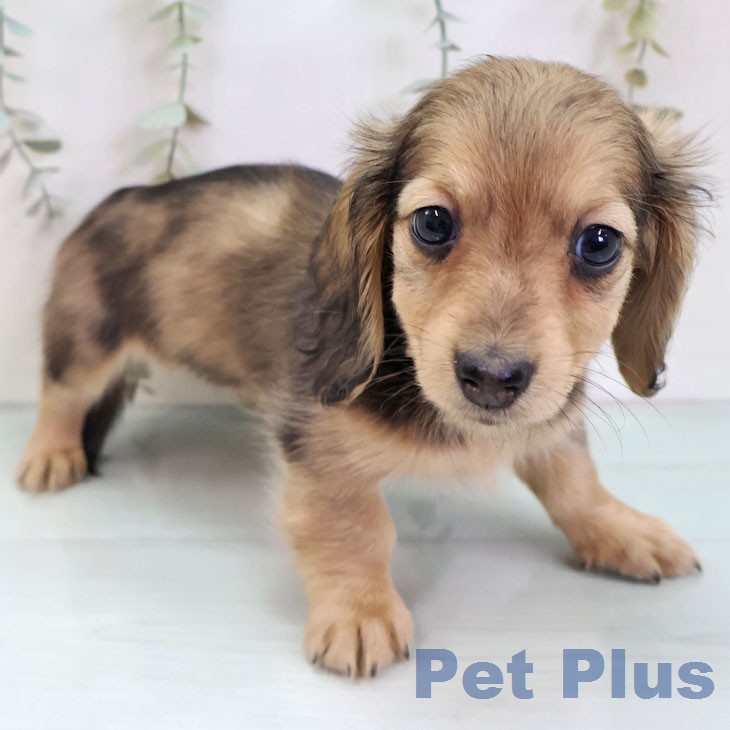 福岡県のミニチュアダックスフンド(ロング) (ペットプラス 八幡東店/2025年12月7日生まれ/女の子/イエローダップル)の子犬の1枚目の画像