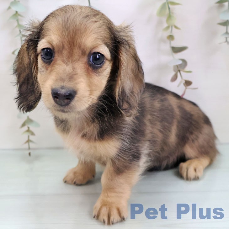 福岡県のミニチュアダックスフンド(ロング) (ペットプラス 八幡東店/2025年12月7日生まれ/女の子/イエローダップル)の子犬の2枚目の画像