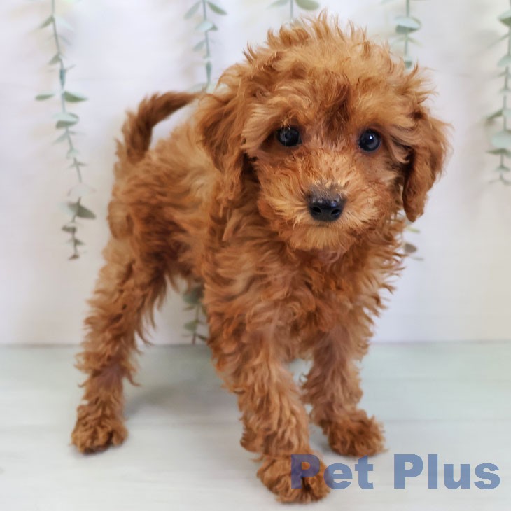 福岡県のトイプードル(トイ) (ペットプラス ららぽーと福岡店/2025年12月5日生まれ/男の子/レッド)の子犬の1枚目の画像