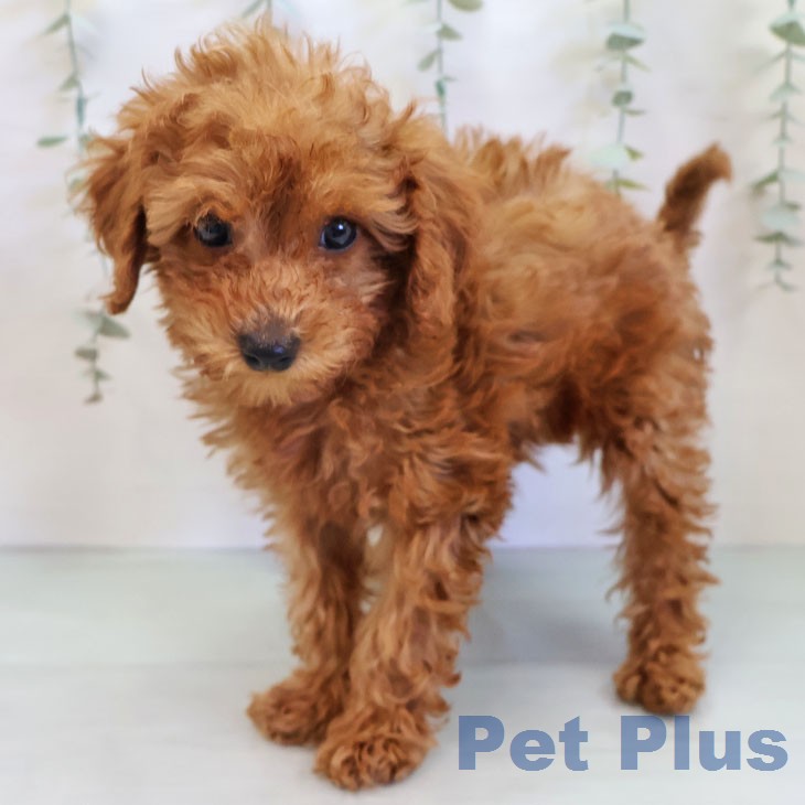 福岡県のトイプードル(トイ) (ペットプラス ららぽーと福岡店/2025年12月5日生まれ/男の子/レッド)の子犬の2枚目の画像