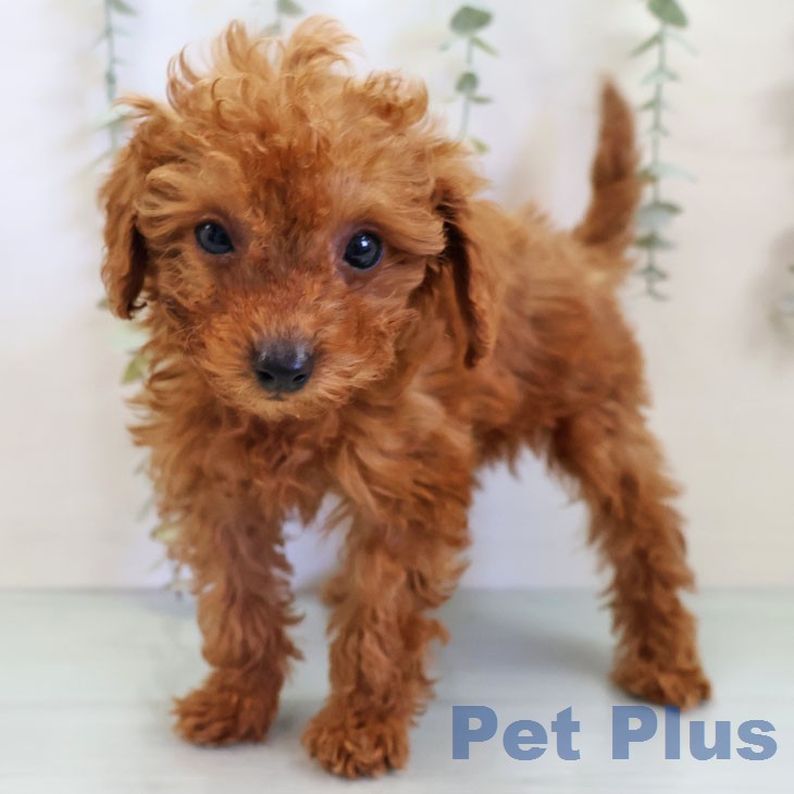 岐阜県のトイプードル(トイ) (ペットプラス 光ケ丘店/2025年12月5日生まれ/男の子/レッド)の子犬の2枚目の画像