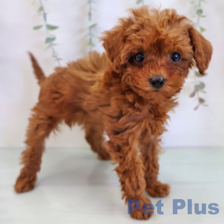 愛知県のトイプードル(トイ) (ペットプラス 岡崎店/2025年12月5日生まれ/女の子/レッド)の子犬の1枚目の画像