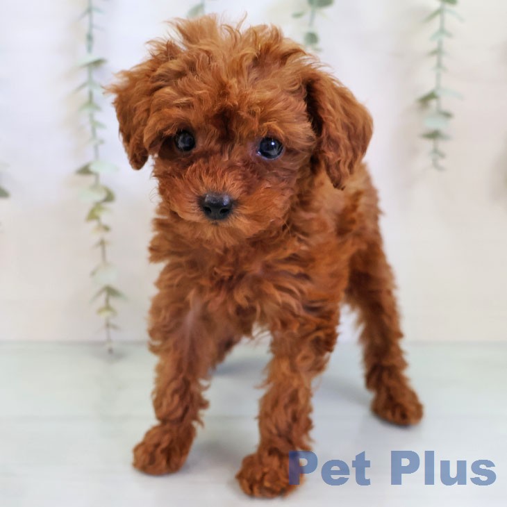 愛知県のトイプードル(トイ) (ペットプラス 岡崎店/2025年12月5日生まれ/女の子/レッド)の子犬の2枚目の画像