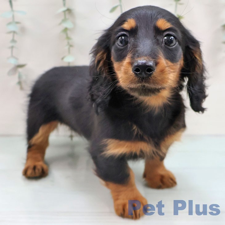 福岡県のミニチュアダックスフンド(ロング) (ペットプラス 八幡東店/2025年12月10日生まれ/男の子/ブラックタン)の子犬の1枚目の画像