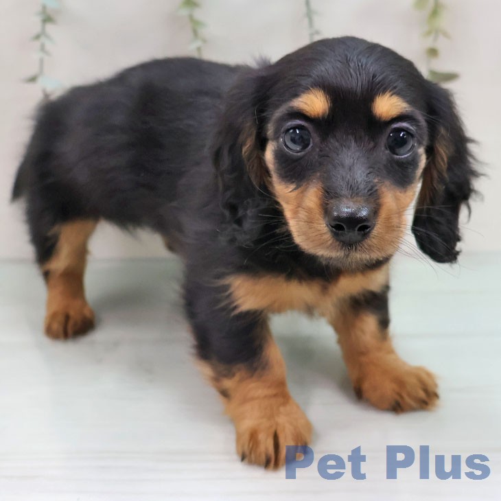 沖縄県のミニチュアダックスフンド(ロング) (ペットプラス 南風原店/2025年12月10日生まれ/女の子/ブラックタン)の子犬の1枚目の画像