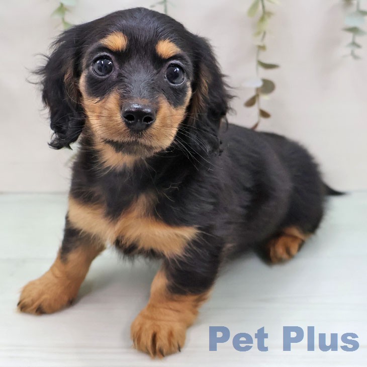 沖縄県のミニチュアダックスフンド(ロング) (ペットプラス 南風原店/2025年12月10日生まれ/女の子/ブラックタン)の子犬の2枚目の画像