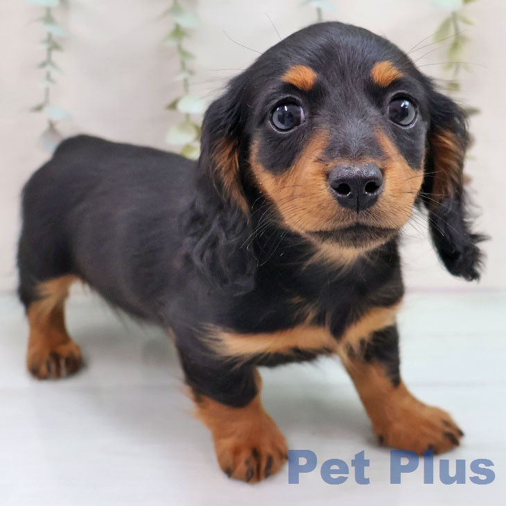 長崎県のミニチュアダックスフンド(ロング) (ペットプラス 長崎店/2025年12月3日生まれ/女の子/ブラックタン)の子犬の1枚目の画像