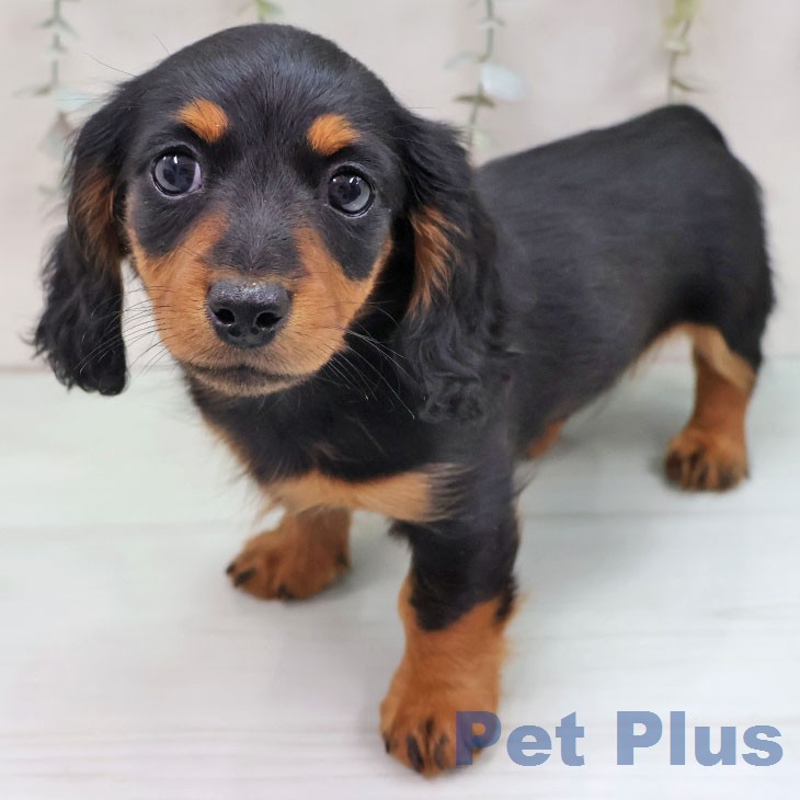 長崎県のミニチュアダックスフンド(ロング) (ペットプラス 長崎店/2025年12月3日生まれ/女の子/ブラックタン)の子犬の2枚目の画像