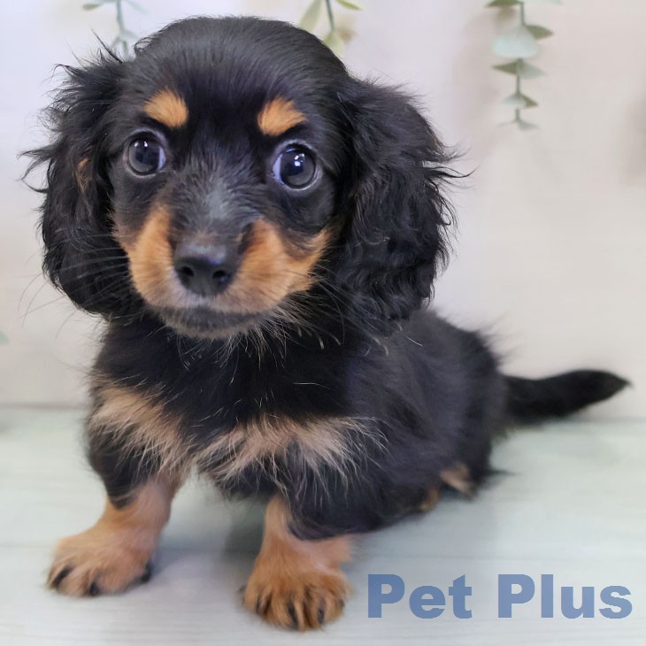 愛知県のカニンヘンダックスフンド(ロング) (ペットプラス 岡崎店/2025年12月4日生まれ/女の子/ブラックタン)の子犬の1枚目の画像