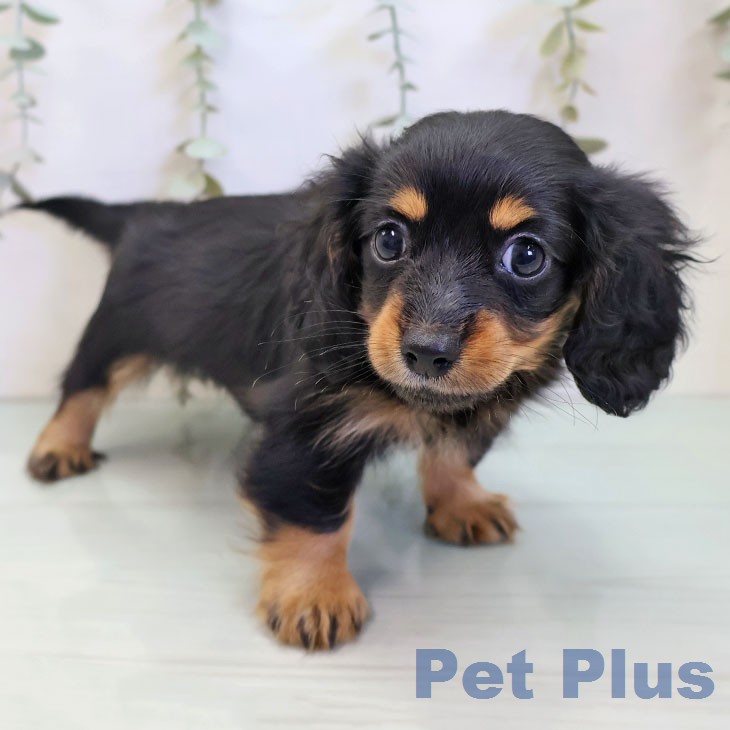 愛知県のカニンヘンダックスフンド(ロング) (ペットプラス 岡崎店/2025年12月4日生まれ/女の子/ブラックタン)の子犬の2枚目の画像