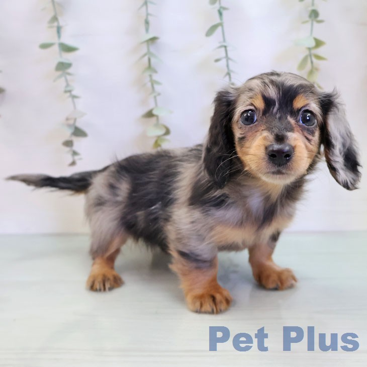 愛知県のカニンヘンダックスフンド(ロング) (ペットプラス ナゴヤドーム前店/2025年12月4日生まれ/女の子/シルバーダップル)の子犬の2枚目の画像