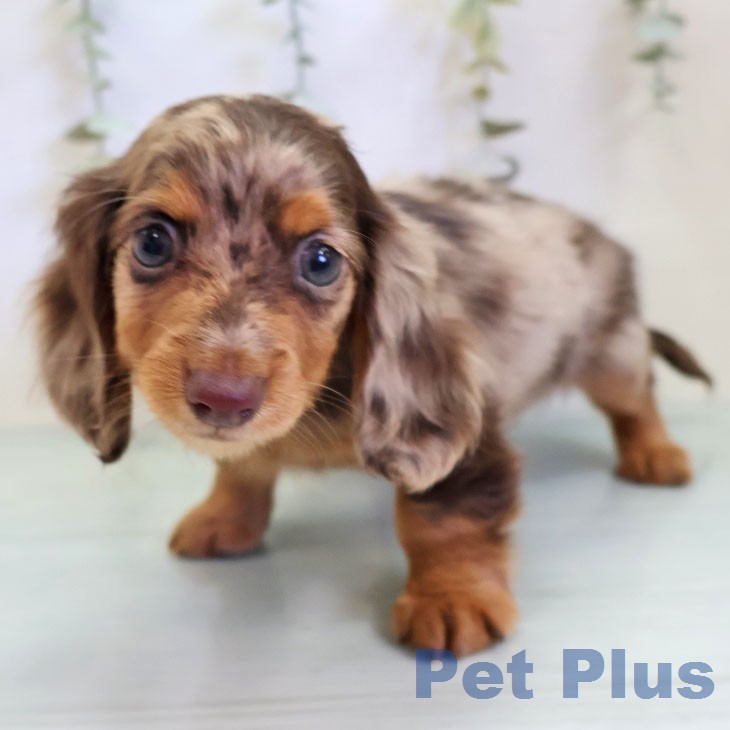 熊本県のカニンヘンダックスフンド(ロング) (ペットプラス 熊本店/2025年12月4日生まれ/女の子/チョコレートダップル)の子犬の1枚目の画像