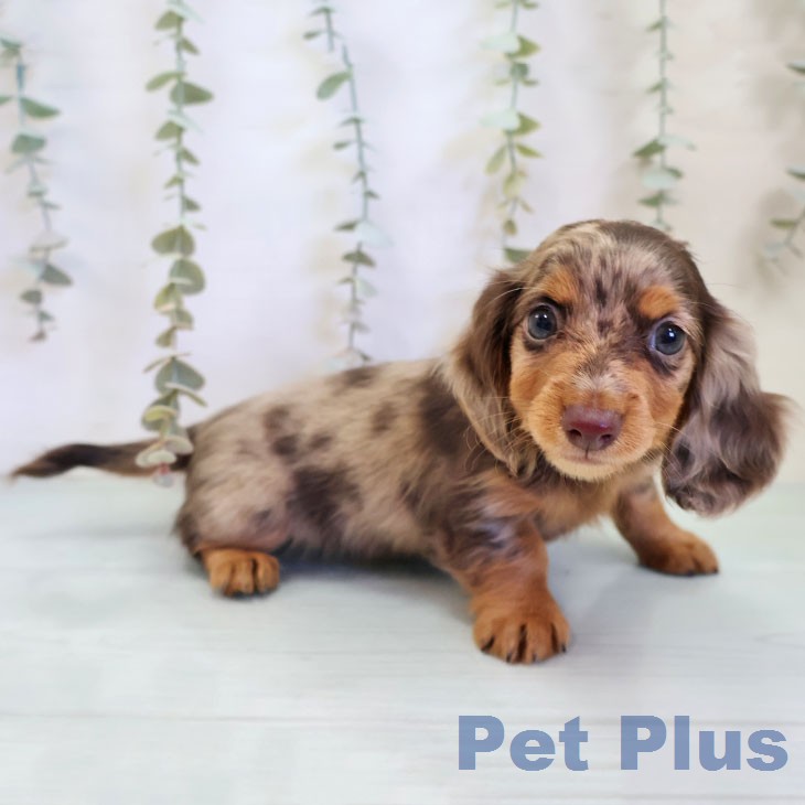 熊本県のカニンヘンダックスフンド(ロング) (ペットプラス 熊本店/2025年12月4日生まれ/女の子/チョコレートダップル)の子犬の2枚目の画像