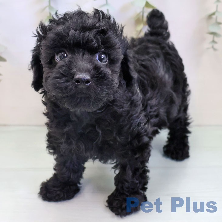 トイ・プードル