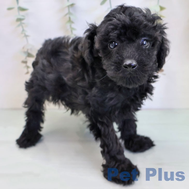 石川県のトイプードル(トイ) (ペットプラス 白山店/2025年12月9日生まれ/男の子/ブラック)の子犬の1枚目の画像