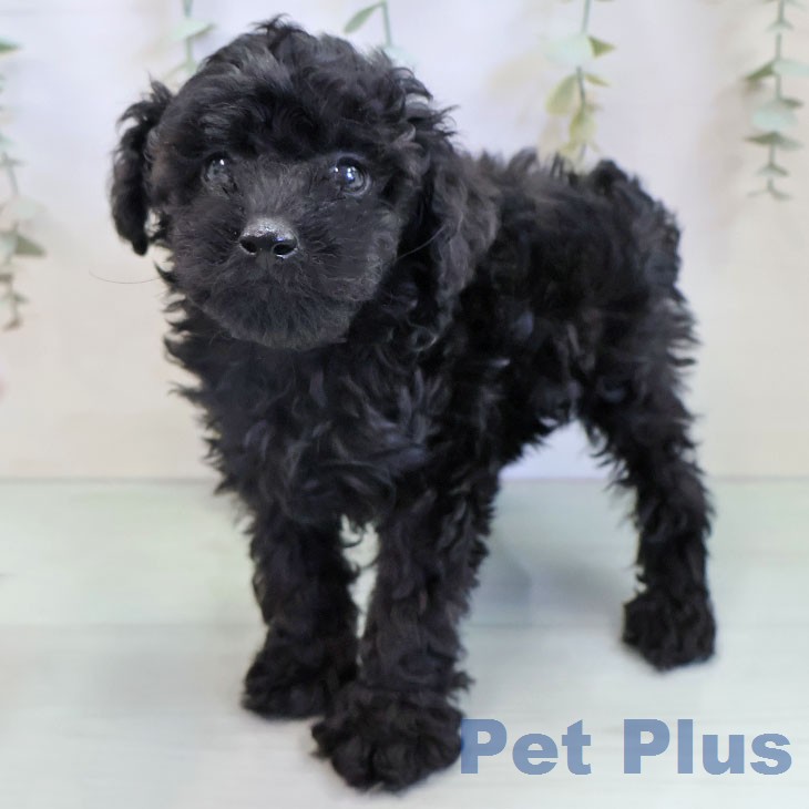 石川県のトイプードル(トイ) (ペットプラス 白山店/2025年12月9日生まれ/男の子/ブラック)の子犬の2枚目の画像