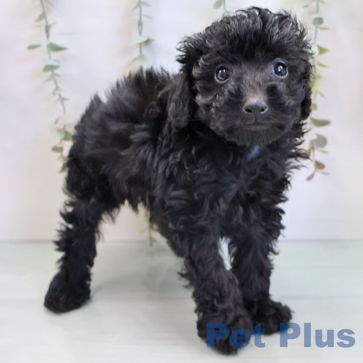 愛知県のトイプードル(トイ) (ペットプラス イオンモール長久手店/2025年12月9日生まれ/男の子/ブラック)の子犬の1枚目の画像