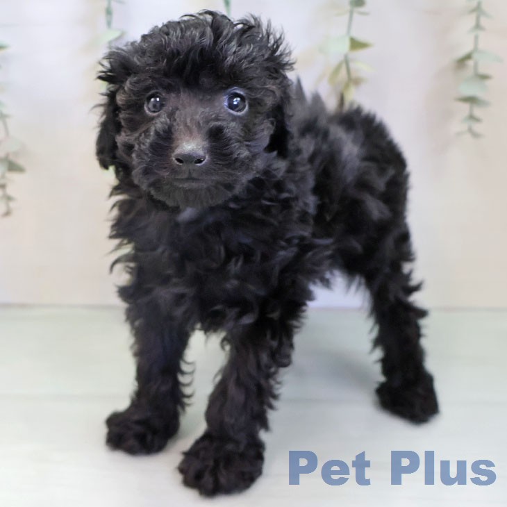 愛知県のトイプードル(トイ) (ペットプラス イオンモール長久手店/2025年12月9日生まれ/男の子/ブラック)の子犬の2枚目の画像