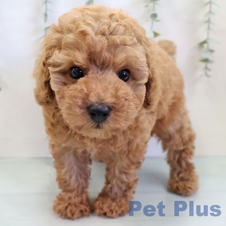 福井県のトイプードル(トイ) (ペットプラス 福井店/2025年12月12日生まれ/男の子/アプリコット)の子犬の1枚目の画像