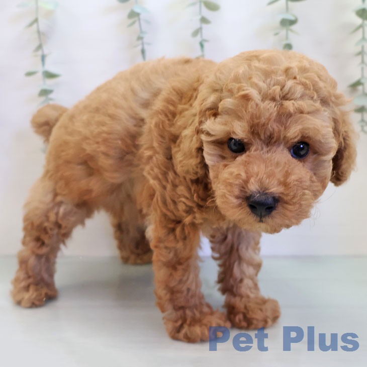 福井県のトイプードル(トイ) (ペットプラス 福井店/2025年12月12日生まれ/男の子/アプリコット)の子犬の2枚目の画像