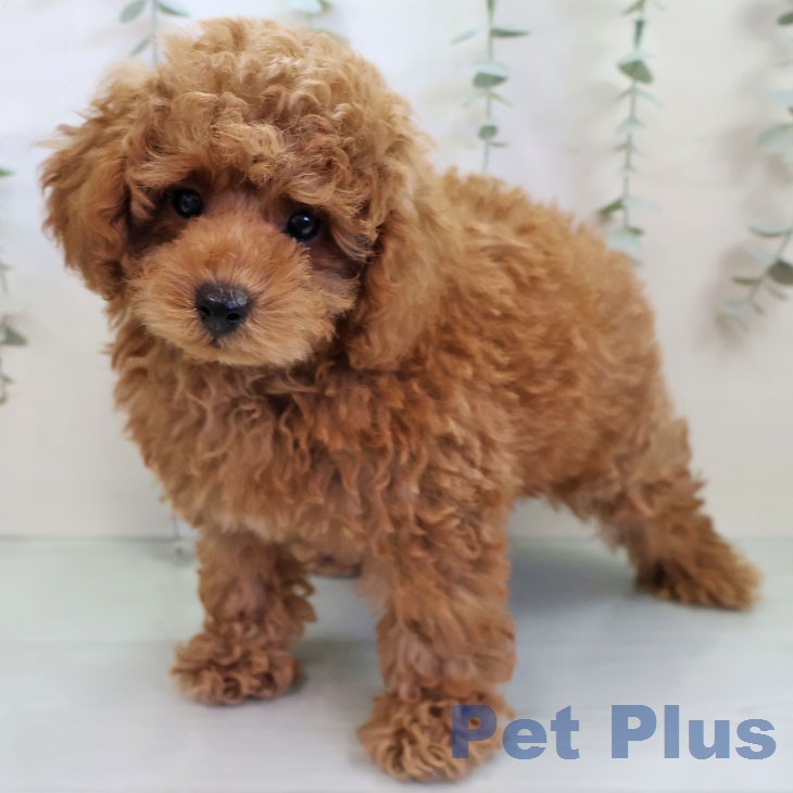三重県のトイプードル(トイ) (ペットプラス 四日市泊店/2025年12月11日生まれ/男の子/オレンジフォーン)の子犬の1枚目の画像