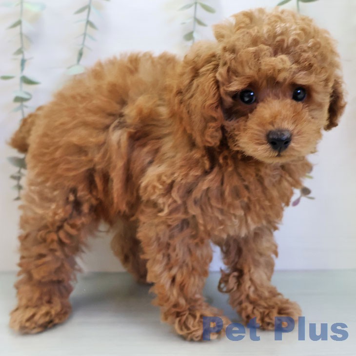 三重県のトイプードル(トイ) (ペットプラス 四日市泊店/2025年12月11日生まれ/男の子/オレンジフォーン)の子犬の2枚目の画像