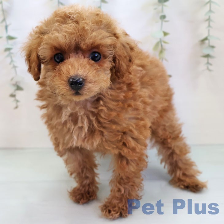 愛知県のトイプードル(トイ) (ペットプラス 則武新町店/2025年12月11日生まれ/男の子/オレンジフォーン)の子犬の1枚目の画像