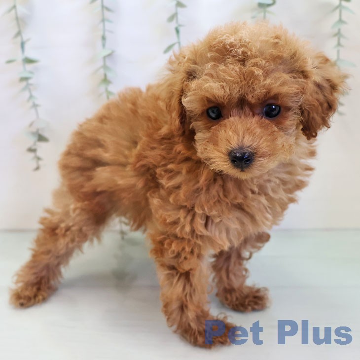 愛知県のトイプードル(トイ) (ペットプラス 則武新町店/2025年12月11日生まれ/男の子/オレンジフォーン)の子犬の2枚目の画像