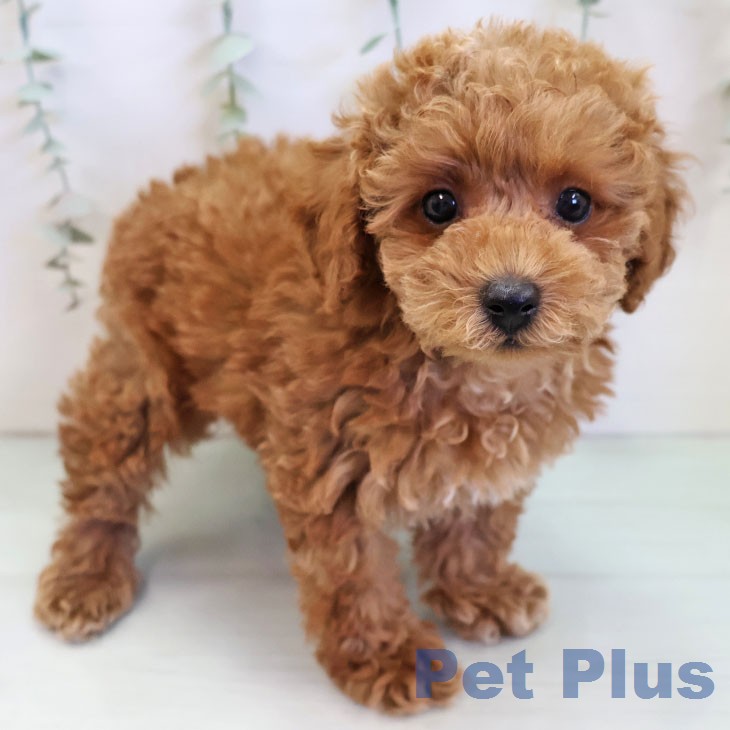 石川県のトイプードル(トイ) (ペットプラス 白山店/2025年12月11日生まれ/男の子/オレンジフォーン)の子犬の1枚目の画像