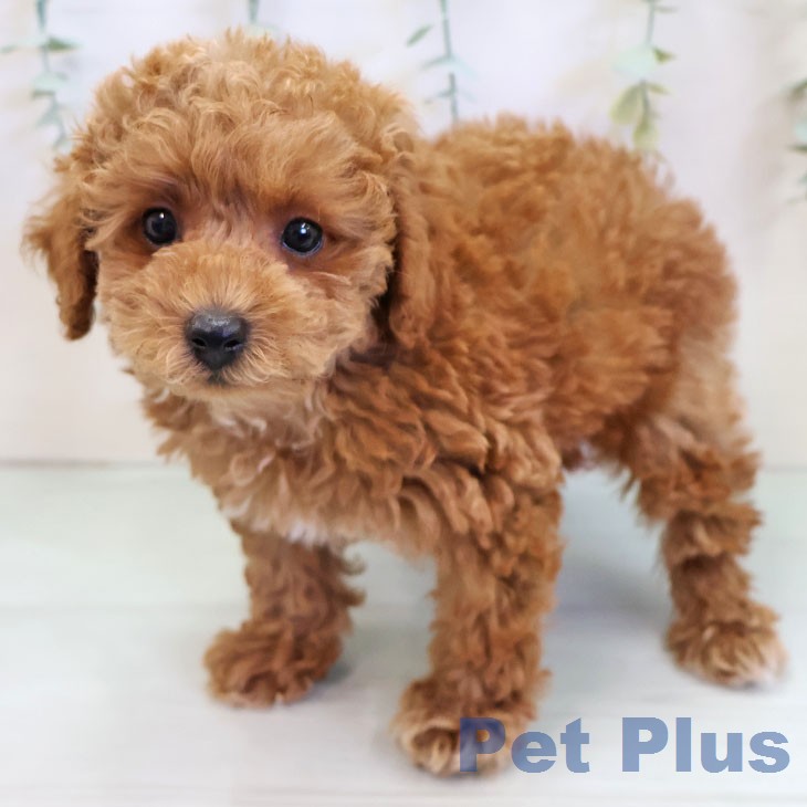石川県のトイプードル(トイ) (ペットプラス 白山店/2025年12月11日生まれ/男の子/オレンジフォーン)の子犬の2枚目の画像