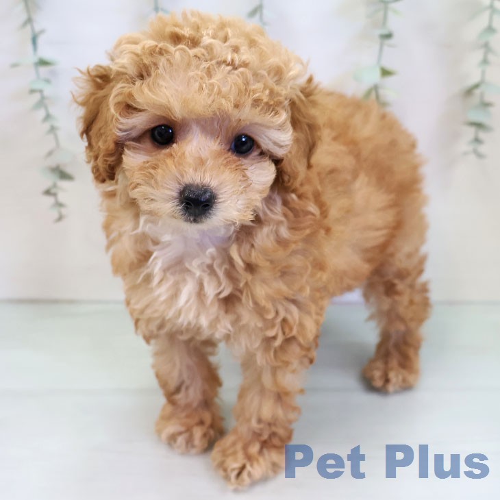 岐阜県のトイプードル(トイ) (ペットプラス 各務原店/2025年12月11日生まれ/女の子/オレンジフォーン)の子犬の1枚目の画像