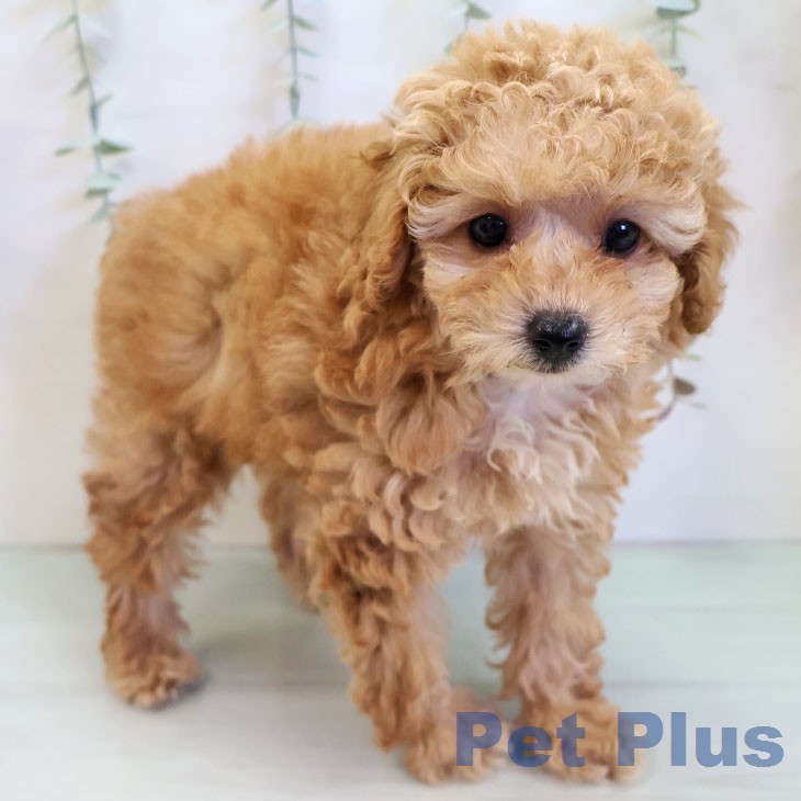岐阜県のトイプードル(トイ) (ペットプラス 各務原店/2025年12月11日生まれ/女の子/オレンジフォーン)の子犬の2枚目の画像