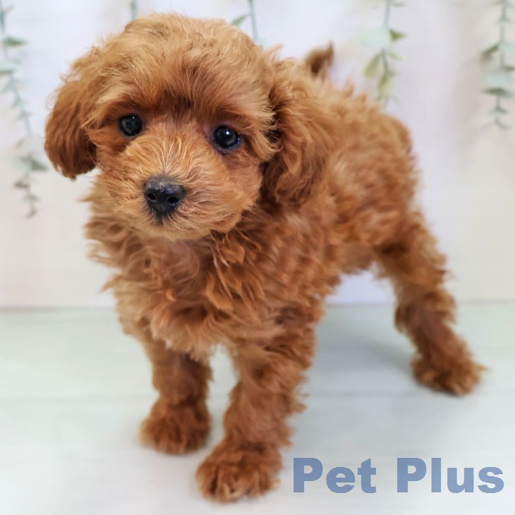 福岡県のトイプードル(トイ) (ペットプラス 八幡東店/2025年12月3日生まれ/男の子/レッドフォーン)の子犬の1枚目の画像