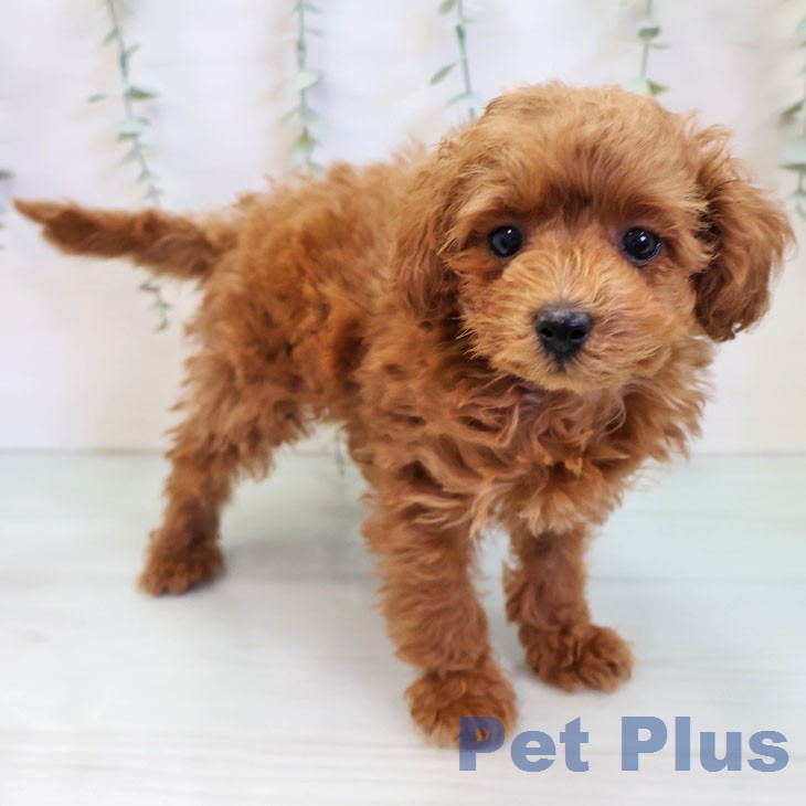 福岡県のトイプードル(トイ) (ペットプラス 八幡東店/2025年12月3日生まれ/男の子/レッドフォーン)の子犬の2枚目の画像