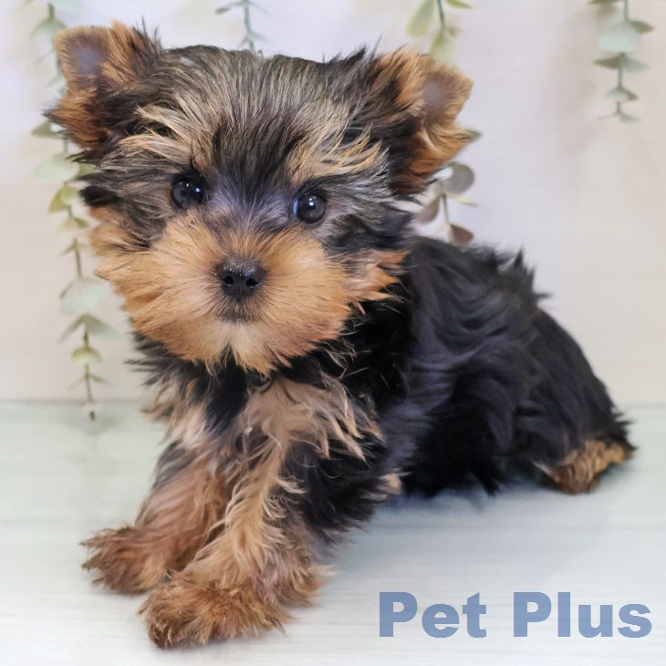 福岡県のヨークシャーテリア (ペットプラス 福岡店/2025年12月6日生まれ/男の子/スチールブルータン)の子犬の2枚目の画像