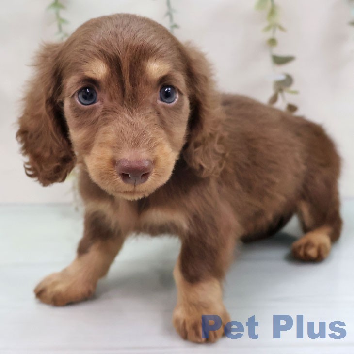 三重県のミニチュアダックスフンド(ロング) (ペットプラス 津南店/2025年12月12日生まれ/男の子/チョコレートタン)の子犬の1枚目の画像