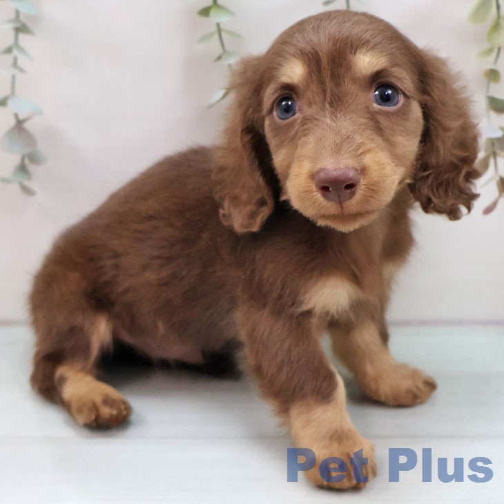 三重県のミニチュアダックスフンド(ロング) (ペットプラス 津南店/2025年12月12日生まれ/男の子/チョコレートタン)の子犬の2枚目の画像