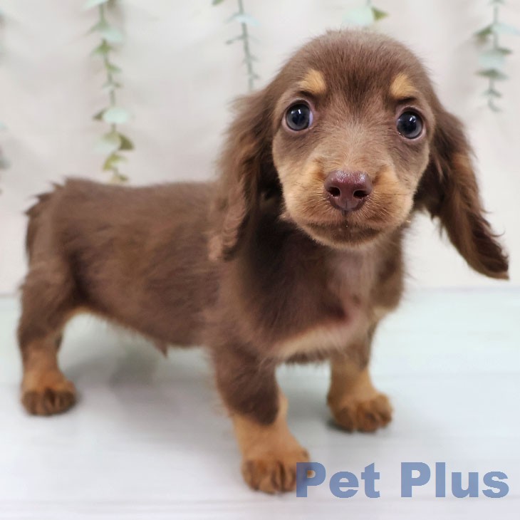 富山県のミニチュアダックスフンド(ロング) (ペットプラス 高岡店/2025年12月12日生まれ/男の子/チョコレートタン)の子犬の1枚目の画像