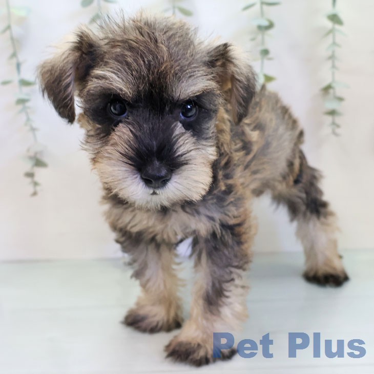 ミニチュア・シュナウザー