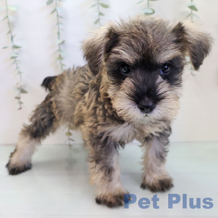 ミニチュア・シュナウザーの写真2