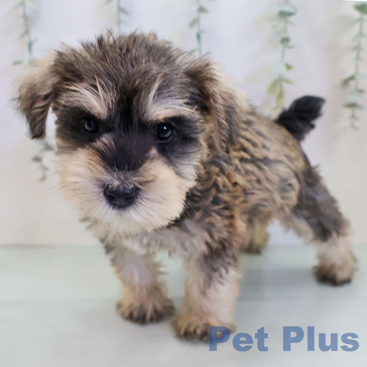 ミニチュア・シュナウザー