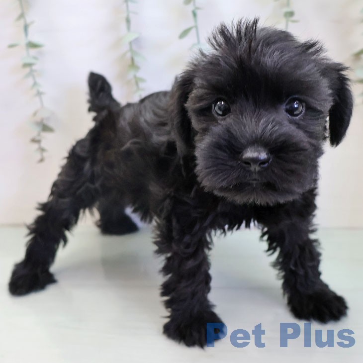 ミニチュア・シュナウザー