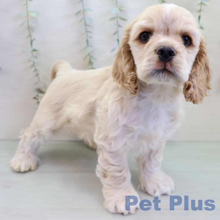 アメリカン・コッカー・スパニエル