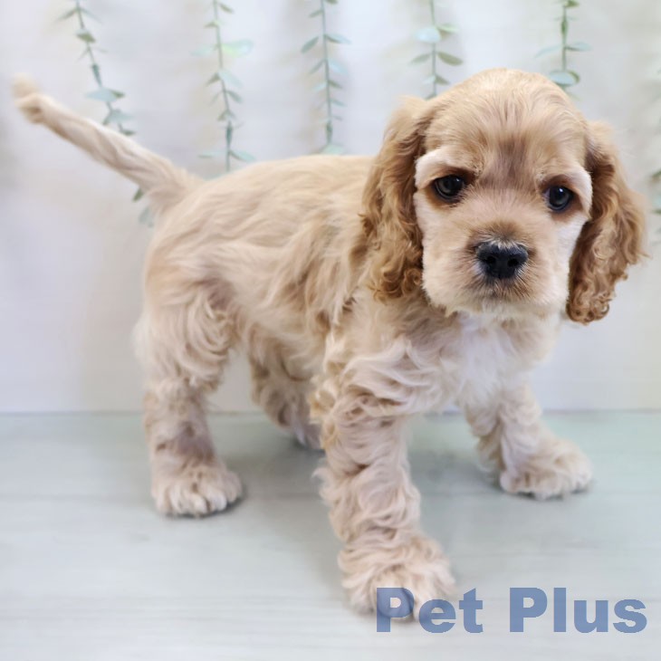 アメリカン・コッカー・スパニエルの写真2