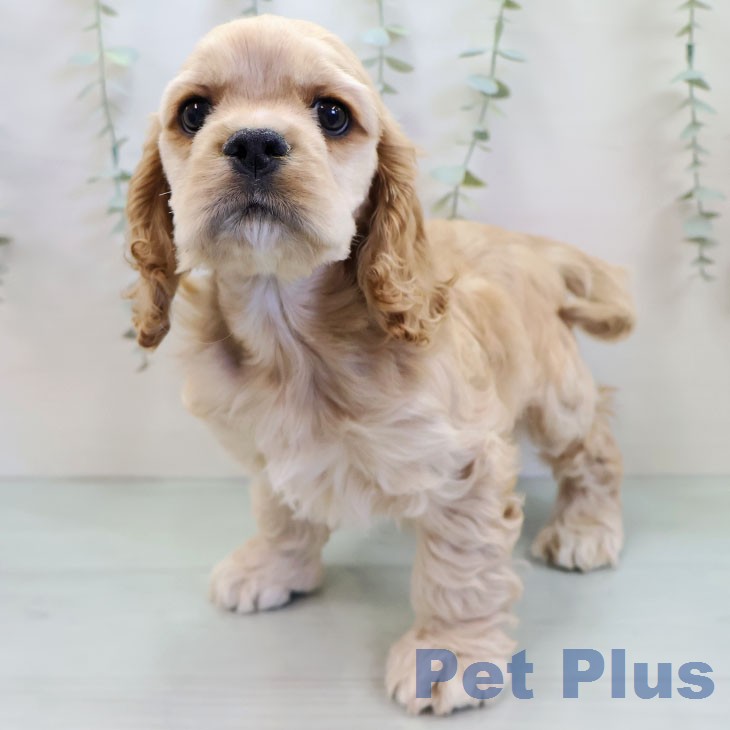 福岡県のアメリカンコッカースパニエル (ペットプラス 福岡店/2025年12月13日生まれ/男の子/バフ)の子犬