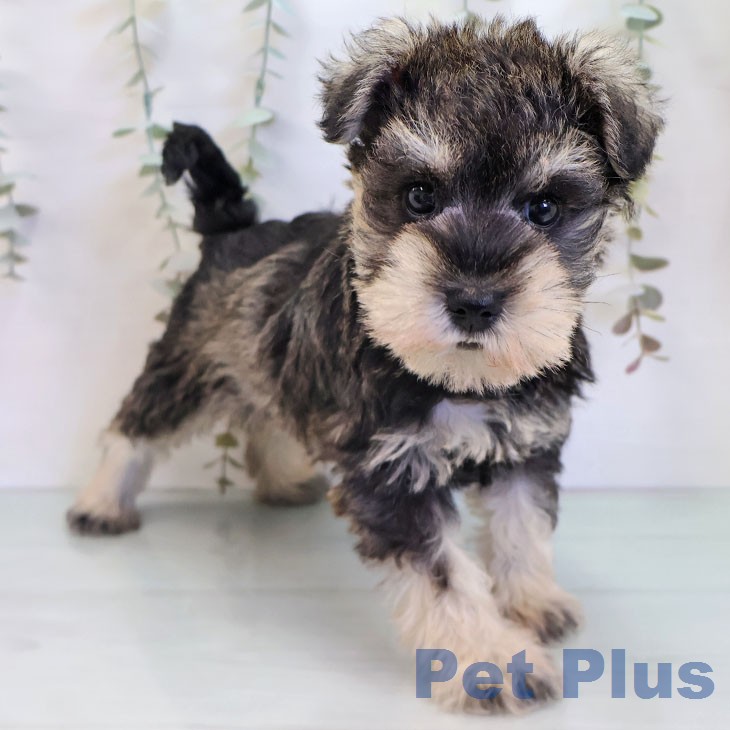 福岡県のミニチュアシュナウザー (ペットプラス 春日店/2025年12月11日生まれ/女の子/ソルトペッパー)の子犬の1枚目の画像
