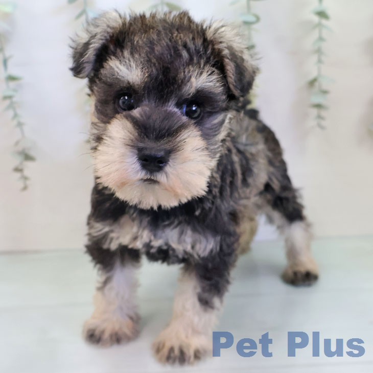 福岡県のミニチュアシュナウザー (ペットプラス 春日店/2025年12月11日生まれ/女の子/ソルトペッパー)の子犬の2枚目の画像