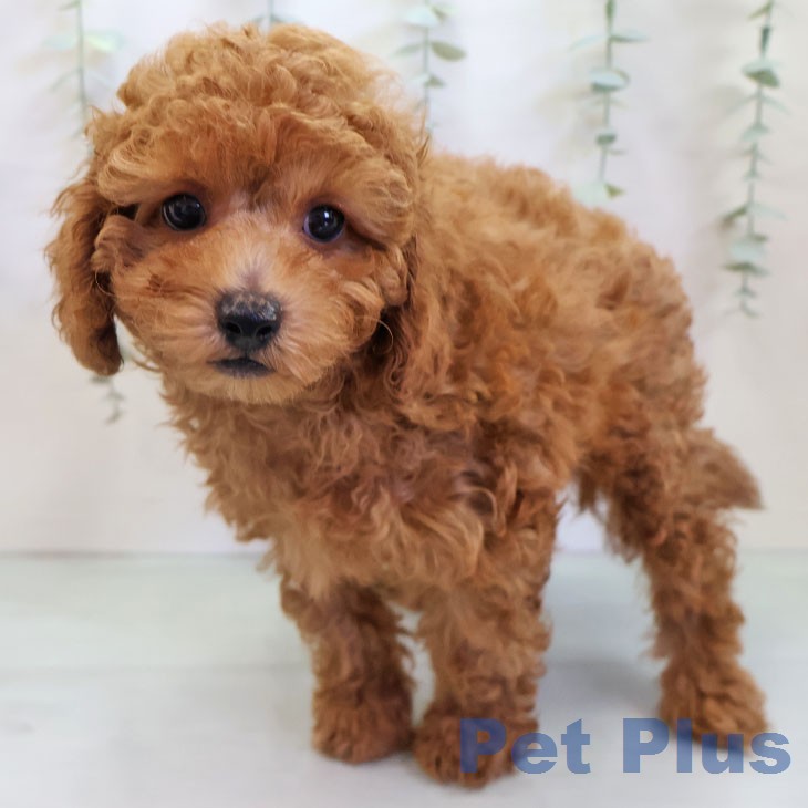福岡県のトイプードル(トイ) (ペットプラス 小倉南店/2025年12月8日生まれ/男の子/オレンジフォーン)の子犬の1枚目の画像